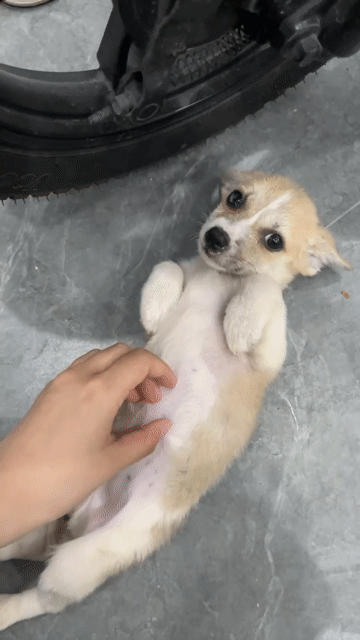 Chó Corgi lai Chihuahua 2 tháng tuổi. Mua bán Chó tại Huyện An Dương Hải Phòng được đăng bởi Ly Nguyễn hình 1