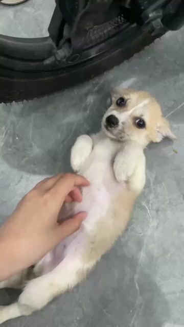 Chó Corgi lai Chihuahua 2 tháng tuổi. Mua bán Chó tại Huyện An Dương Hải Phòng được đăng bởi Ly Nguyễn hình 1