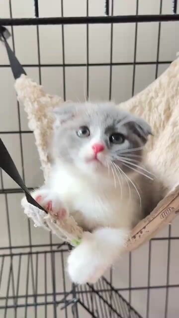 Mèo tai cụp bililac. Mua bán Mèo tại Quận Long Biên Hà Nội được đăng bởi ViVi An hình 1