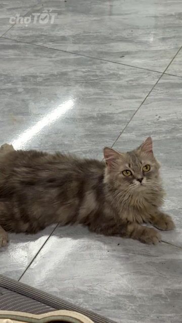 Mèo Anh lông dài sọc dưa cái. Mua bán Mèo tại Huyện Thanh Trì Hà Nội được đăng bởi Dzung My hình 1
