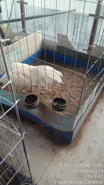 gà đỗ nhà 2 bướm trạng 3ki1 còn1 bướm với đều 3ki6. Mua bán Gà tại Thành phố Thủ Đức Tp Hồ Chí Minh được đăng bởi huynh nhan hình 1