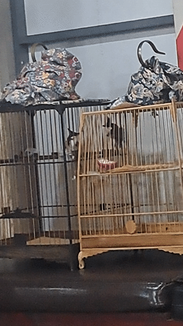 Chim Chào Mào Giọng Quảng Không tật lỗi. Mua bán Chim tại Quận Hải Châu Đà Nẵng được đăng bởi Đỗ Thế Lữ hình 1