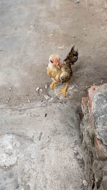 Gà tre 2 tháng 20 ngày. Mua bán Gà tại Quận Thốt Nốt Cần Thơ được đăng bởi Hoàng Kha hình 1