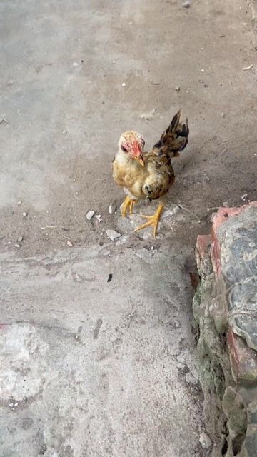 Gà tre 2 tháng 20 ngày. Mua bán Gà tại Quận Thốt Nốt Cần Thơ được đăng bởi Hoàng Kha hình 1