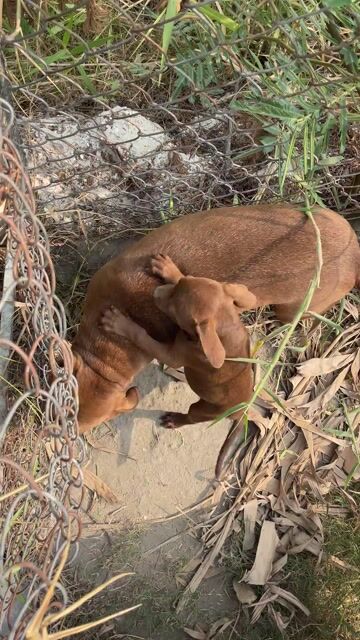 Chó Pitbull cái đã tiêm phòng. Mua bán Chó tại Huyện Châu Thành Tây Ninh được đăng bởi Sang Nguyen hình 1