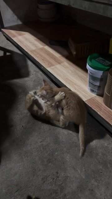 Mèo con màu vàng. Mua bán Mèo tại Thị xã Bến Cát Bình Dương được đăng bởi Kiệt hình 1