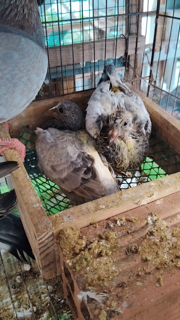 Thái đua giá rẻ . Mua bán Chim tại Quận 11 Tp Hồ Chí Minh được đăng bởi Huỳnh Phát hình 1