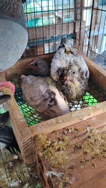 Thái đua giá rẻ . Mua bán Chim tại Quận 11 Tp Hồ Chí Minh được đăng bởi Huỳnh Phát hình 1