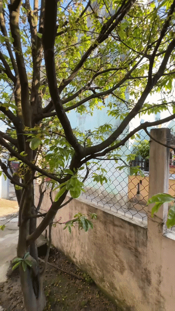 Mai sân vườn Huế Hoa đẹp tán rộng. Mua bán Cây cảnh, đồ trang trí tại Thành phố Huế Thừa Thiên Huế được đăng bởi Hương hình 1