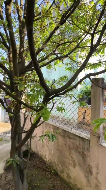 Mai sân vườn Huế Hoa đẹp tán rộng. Mua bán Cây cảnh, đồ trang trí tại Thành phố Huế Thừa Thiên Huế được đăng bởi Hương hình 1