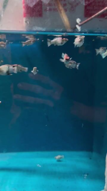 Cá Mún Đa sắc Khỏe mạnh. Mua bán Thú cưng khác tại Huyện Bình Chánh Tp Hồ Chí Minh được đăng bởi Lộc hình 1