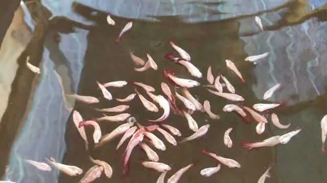 Betta rồng đỏ thuỷ sinh. Mua bán Thú cưng khác tại Huyện Xuyên Mộc Bà Rịa - Vũng Tàu được đăng bởi Ichi Ban Betta hình 1