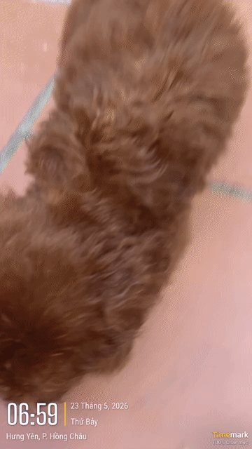 Chó Poodle đực 2 tháng tuổi. Mua bán Chó tại Thành phố Hưng Yên Hưng Yên được đăng bởi Nguyen Phuong hình 1