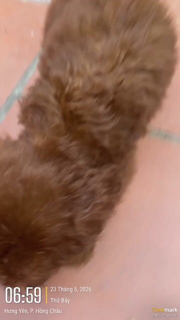 Chó Poodle đực 2 tháng tuổi. Mua bán Chó tại Thành phố Hưng Yên Hưng Yên được đăng bởi Nguyen Phuong hình 1