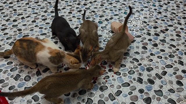 Mèo con 4 tháng. Mua bán Mèo tại Thành phố Mỹ Tho Tiền Giang được đăng bởi Huệ hình 1