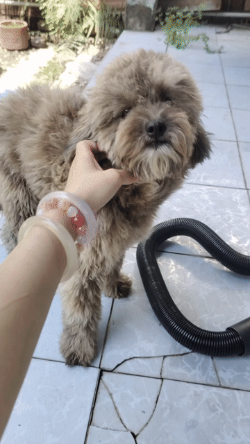 Chó Poodle đực 11 tháng Phantom. Mua bán Chó tại Huyện Bến Lức Long An được đăng bởi Vy Kẹo Ngọt hình 1