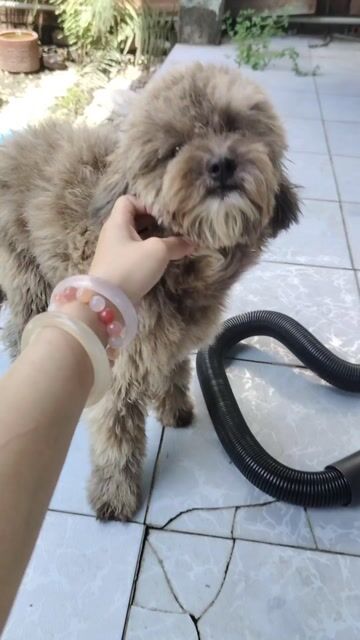 Chó Poodle đực 11 tháng Phantom. Mua bán Chó tại Huyện Bến Lức Long An được đăng bởi Vy Kẹo Ngọt hình 1