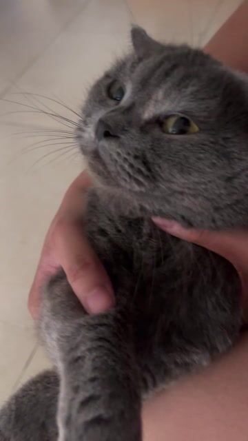 Mèo Anh lông ngắn cái Xám. Mua bán Mèo tại Quận 11 Tp Hồ Chí Minh được đăng bởi Thanh Thủy hình 1