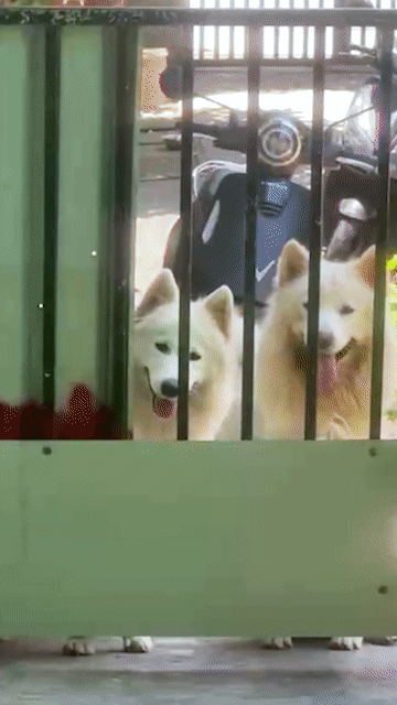 Chó Samoyed trắng gần 3 tháng. Mua bán Chó tại Huyện Bình Chánh Tp Hồ Chí Minh được đăng bởi Pondcha hình 1