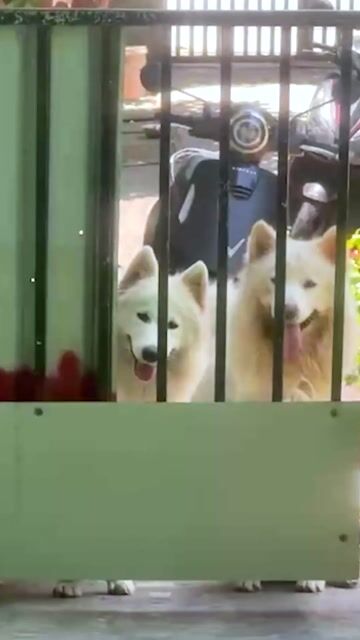 Chó Samoyed trắng gần 3 tháng. Mua bán Chó tại Huyện Bình Chánh Tp Hồ Chí Minh được đăng bởi Pondcha hình 1