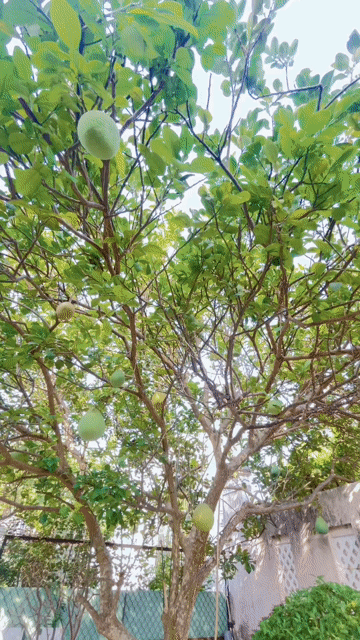 Mua bán Nhà ở Thành phố Thuận An Bình Dương diện tích 477 m² giá 12,5 tỷ
