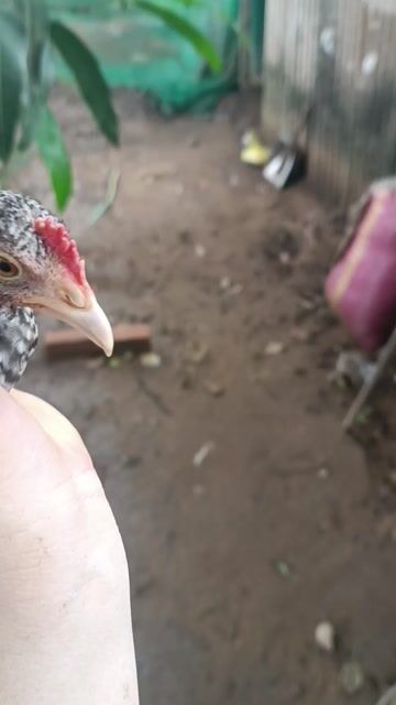 trống cúp cú cuban hoàng vip. Mua bán Gà tại Quận Bình Thuỷ Cần Thơ được đăng bởi Lương Bảo hình 1