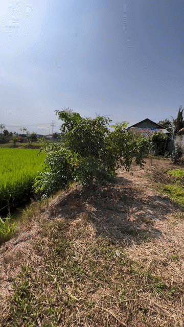 Mua bán Đất Huyện Tân Trụ Long An diện tích 9000 m² giá 27,5 tỷ