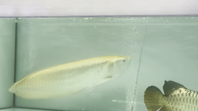 Cá rồng Ngân albino 65cm. Mua bán Thú cưng khác tại Quận 12 Tp Hồ Chí Minh được đăng bởi Phát hình 1