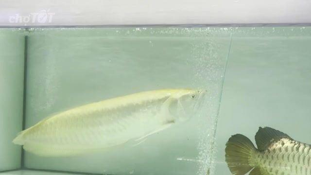 Cá rồng Ngân albino 65cm. Mua bán Thú cưng khác tại Quận 12 Tp Hồ Chí Minh được đăng bởi Phát hình 1