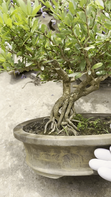 Cây cảnh Linh sam Tím. Mua bán Cây cảnh, đồ trang trí tại Quận Long Biên Hà Nội được đăng bởi Nguyen Thanh hình 1