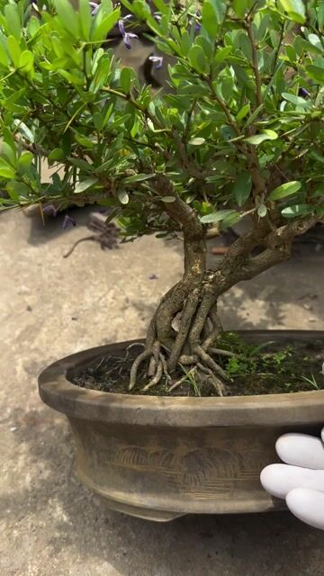 Cây cảnh Linh sam Tím. Mua bán Cây cảnh, đồ trang trí tại Quận Long Biên Hà Nội được đăng bởi Nguyen Thanh hình 1
