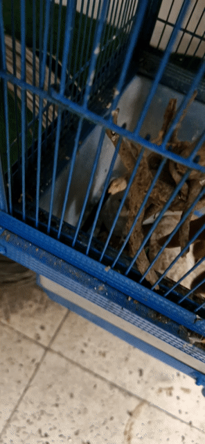 Chim Yến Phụng EU lai Hà Lan 5 tháng. Mua bán Chim tại Quận 12 Tp Hồ Chí Minh được đăng bởi A luu hình 1