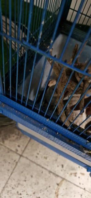 Chim Yến Phụng EU lai Hà Lan 5 tháng. Mua bán Chim tại Quận 12 Tp Hồ Chí Minh được đăng bởi A luu hình 1