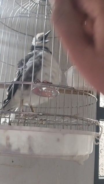 Chim cảnh Đen trắng Khỏe mạnh. Mua bán Chim tại Quận 6 Tp Hồ Chí Minh được đăng bởi  Cường hình 1