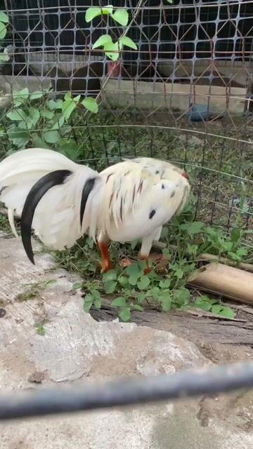 Gà Bướm tơ Cuban Mỹ. Mua bán Gà tại Quận Cái Răng Cần Thơ được đăng bởi Song Châu hình 1