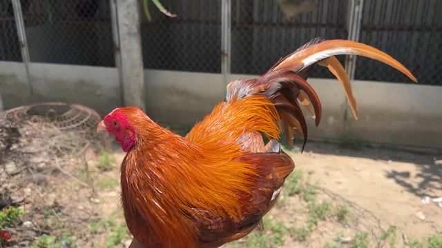 Gà Mỹ 1000g. Mua bán Gà tại Huyện Long Phú Sóc Trăng được đăng bởi Farm Gà đá ST  hình 1