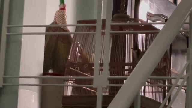 Chim chào mào bổi giao lưu khuyên. Mua bán Chim tại Quận Sơn Trà Đà Nẵng được đăng bởi kkk hình 1