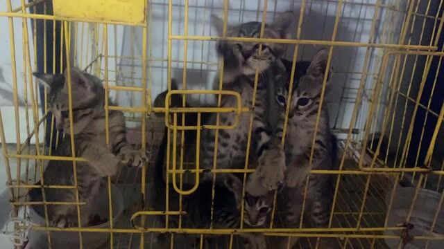 Mèo Mướp nhỏ 1 tháng tuổi. Mua bán Mèo tại Quận Gò Vấp Tp Hồ Chí Minh được đăng bởi Nguyễn Thị Ngọc Lan hình 1