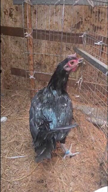 Gà Peru rặc mái màu Ô xanh, chuẩn bị đẻ lại. Mua bán Gà tại Quận Bình Thạnh Tp Hồ Chí Minh được đăng bởi Long Pham hình 1