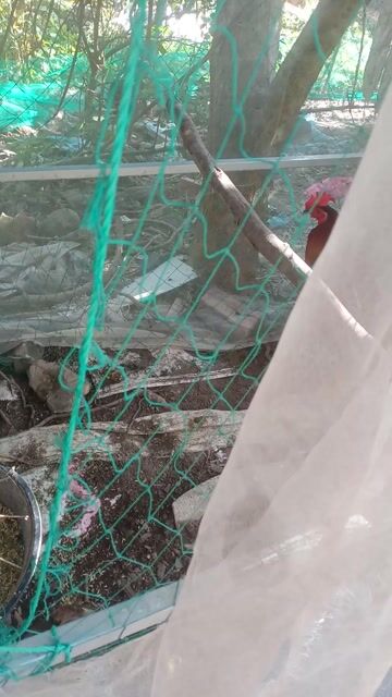 2 con Gà Xám son 2.8kg Đực. Mua bán Gà tại Thị xã Bình Minh Vĩnh Long được đăng bởi Thach Pham hình 1
