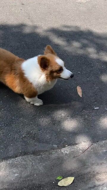 Chó Corgi Nâu trắng. Mua bán Chó tại Quận Bình Tân Tp Hồ Chí Minh được đăng bởi trang hình 1