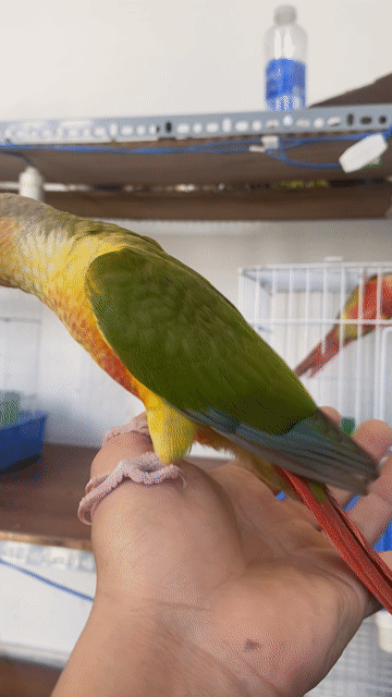 Greencheek tập ăn hạt, thông minh, Quấn chủ. Mua bán Chim tại Quận 12 Tp Hồ Chí Minh được đăng bởi Lê Trọng Tính hình 1