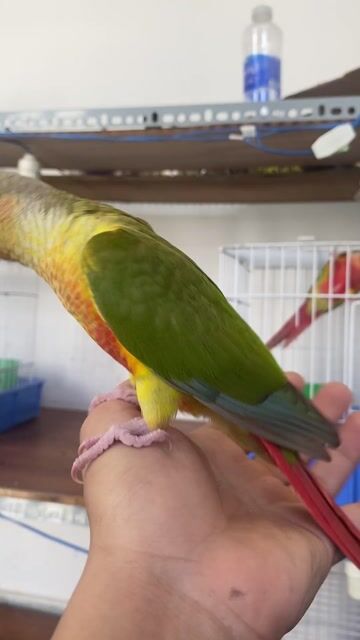 Greencheek tập ăn hạt, thông minh, Quấn chủ. Mua bán Chim tại Quận 12 Tp Hồ Chí Minh được đăng bởi Lê Trọng Tính hình 1