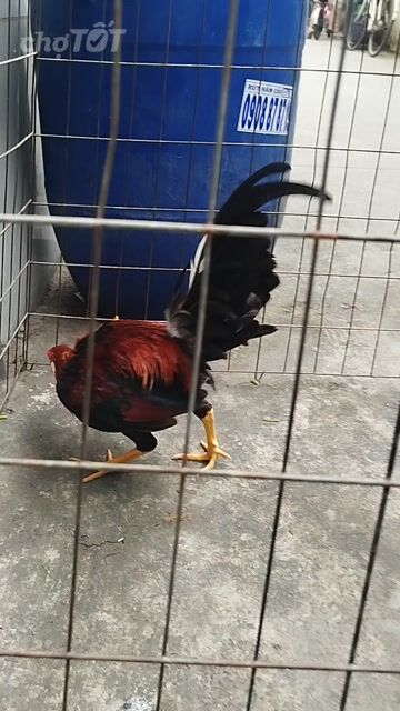 Asll mỹ 1k3 gà tồ chạbg đá 1k4-5 . Mua bán Gà tại Huyện Hóc Môn Tp Hồ Chí Minh được đăng bởi hai gà lông gà tre  hình 1