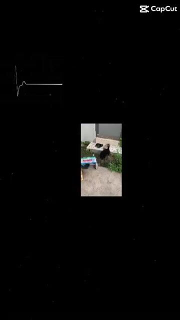 Chó Poodle đực 3 tháng. Mua bán Chó tại Thành phố Thủ Dầu Một Bình Dương được đăng bởi phong le hình 1