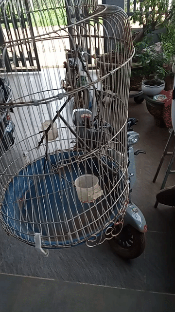 Lồng chim Kim loại Xám Mini Đã sử dụng. Mua bán Phụ kiện, Thức ăn, Dịch vụ tại Huyện Krông Pắc Đắk Lắk được đăng bởi shop bán hàng mới lướt hình 1