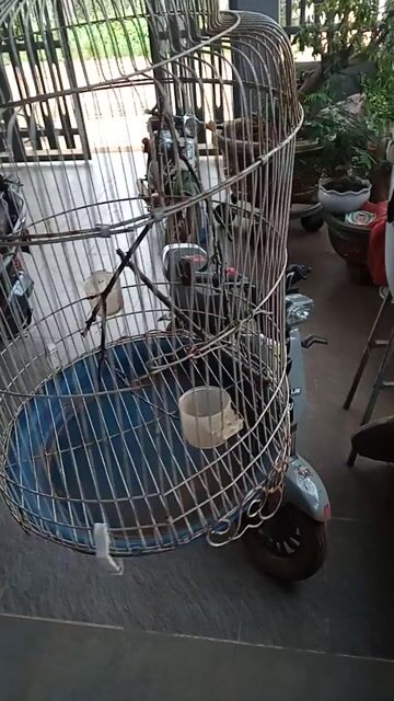 Lồng chim Kim loại Xám Mini Đã sử dụng. Mua bán Phụ kiện, Thức ăn, Dịch vụ tại Huyện Krông Pắc Đắk Lắk được đăng bởi shop bán hàng mới lướt hình 1