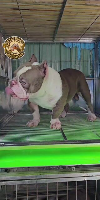 BULLY EXOTIC 🇹🇭. Mua bán Chó tại Quận 3 Tp Hồ Chí Minh được đăng bởi Bully Biker hình 1