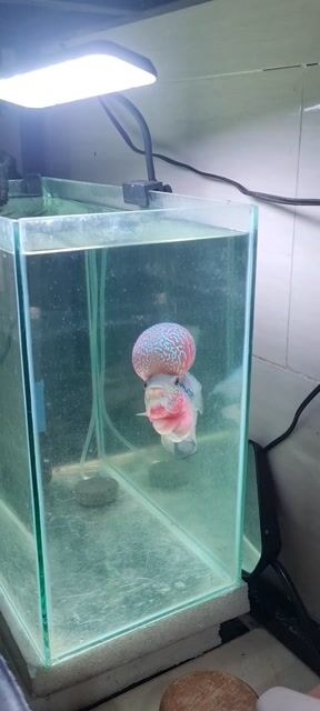 Cá La Hán Thái Châu Khỏe mạnh. Mua bán Thú cưng khác tại Thành phố Vũng Tàu Bà Rịa - Vũng Tàu được đăng bởi thiện hình 1