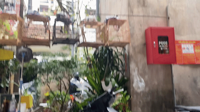 Chim chào mào màu Đen, trắng, đỏ. Mua bán Chim tại Quận Hai Bà Trưng Hà Nội được đăng bởi Đỗ Trung Hiếu  hình 1
